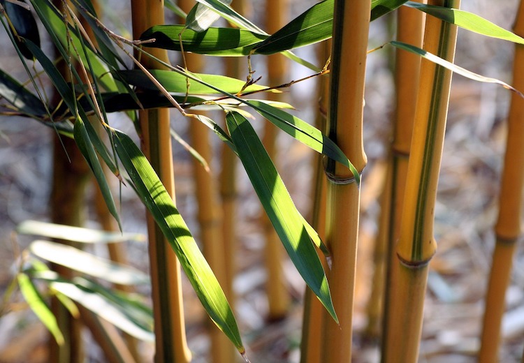 Bambusmassage - unsere Massage- und Wellnessangebote in der Waldsee-Therme
